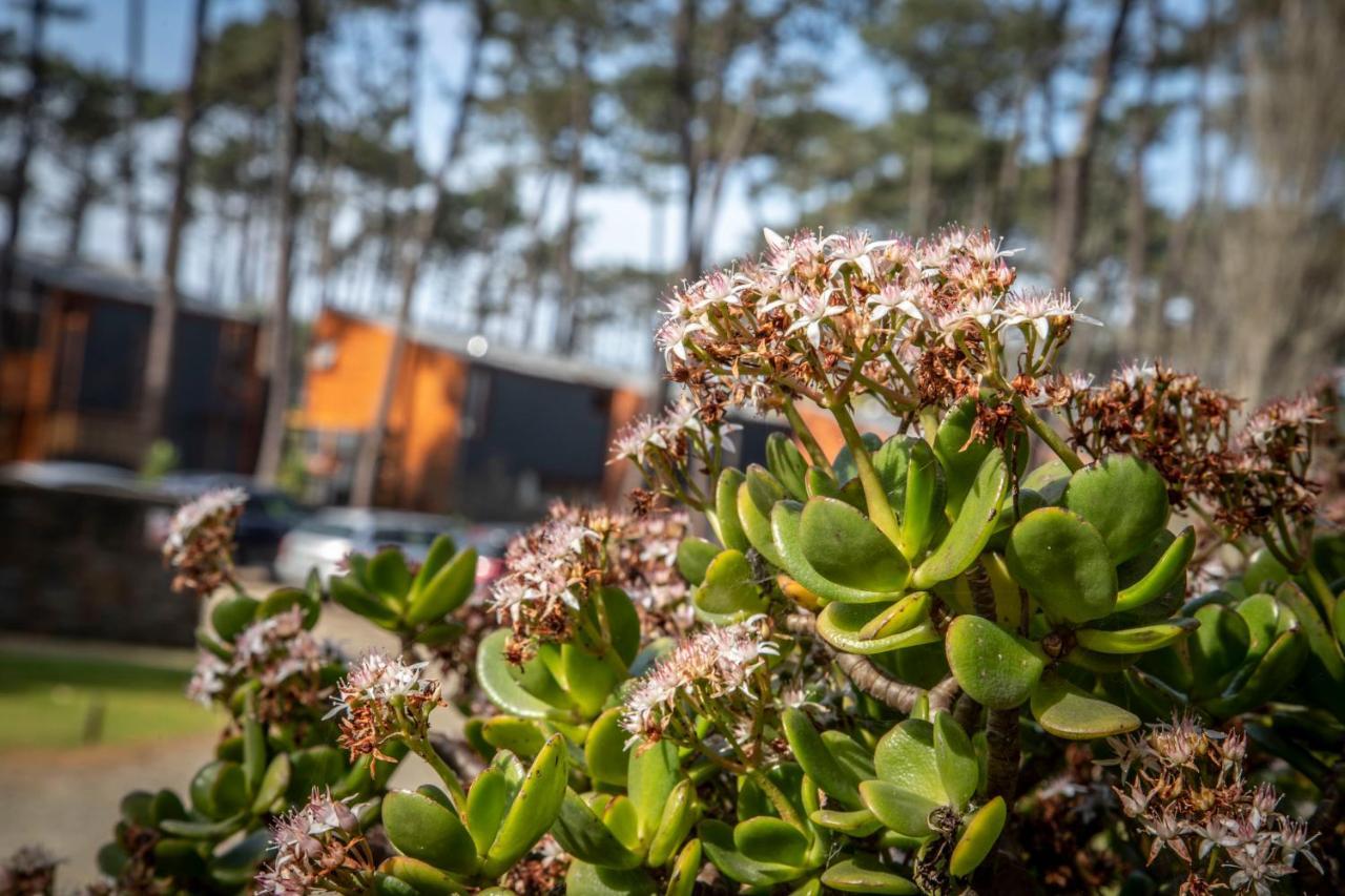 Bungalow B9 - Nature, Beach & River Fão Exteriör bild